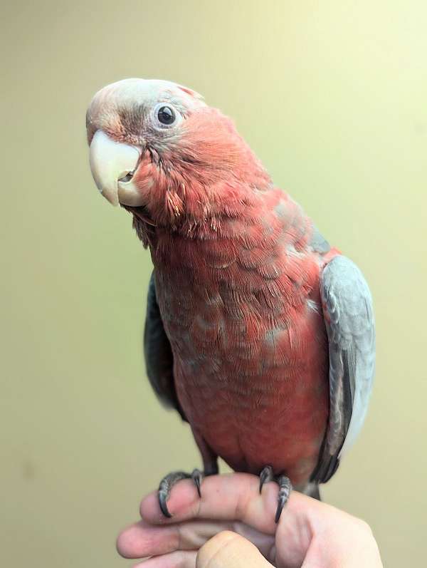 rose-breasted-cockatoo-for-sale