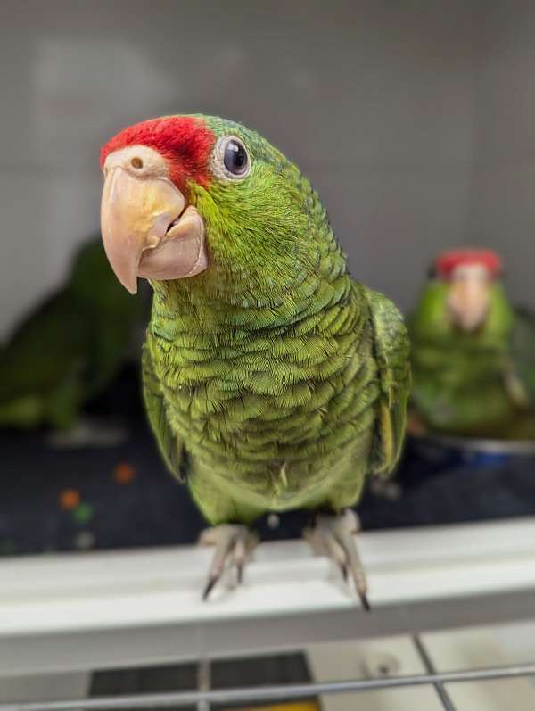 red-head-amazon-parrot-for-sale