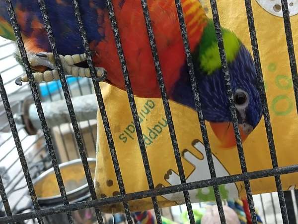 lory-rainbow-lory-for-sale-in-lakeland-fl