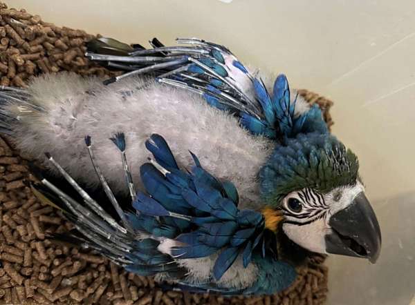 blue-gold-macaw-for-sale-in-dade-city-fl