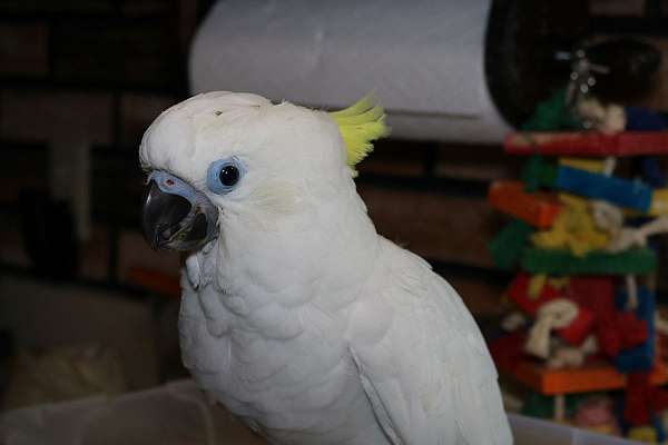 handfed-cockatoo-triton-cockatoo-for-sale