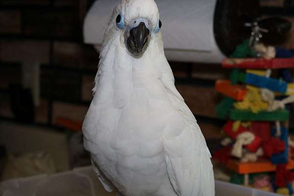 baby-cockatoo-triton-cockatoo-for-sale