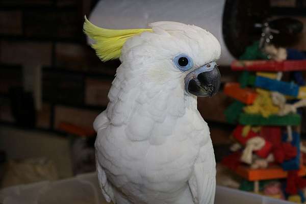 triton-cockatoo-for-sale