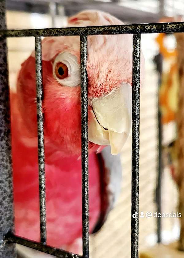 cockatoo-for-sale-in-sharpsburg-md