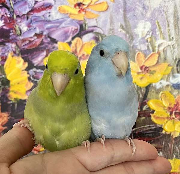 parrotlet-for-sale