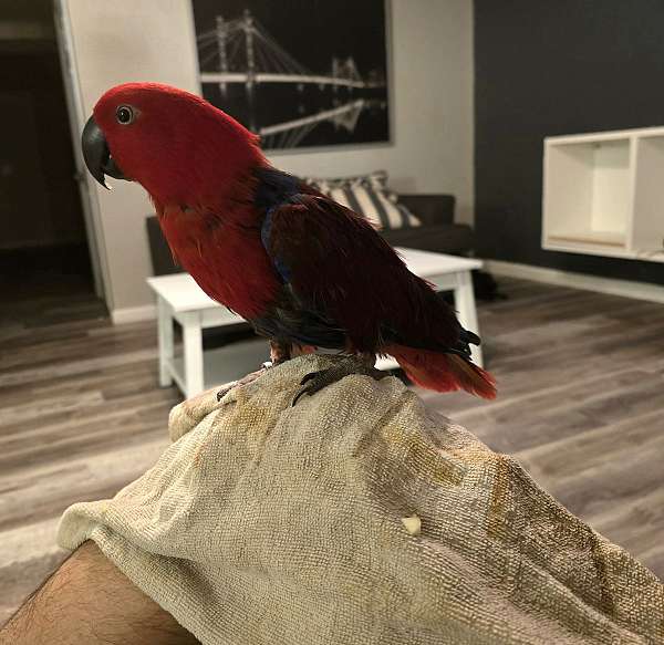 solomon-island-eclectus-parrots-for-sale-in-monroe-oh