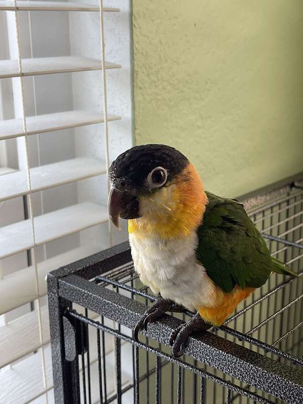 conure-for-sale-in-san