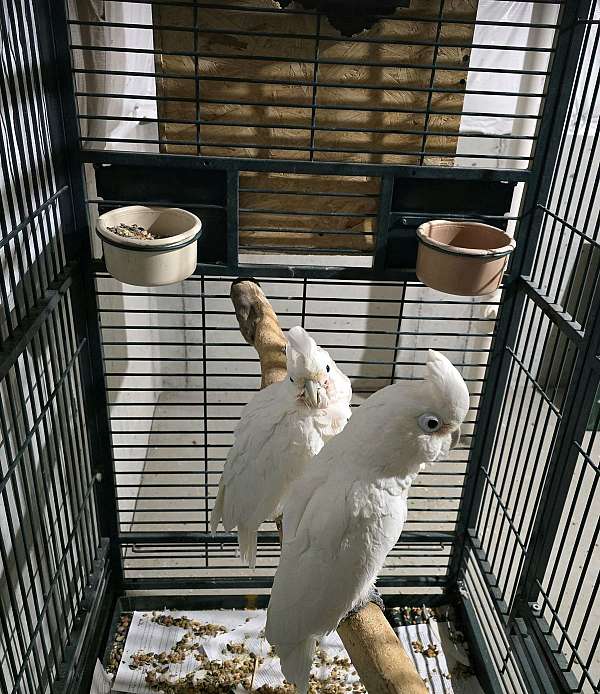 goffin-cockatoo-for-sale-in-monroe-oh