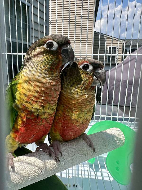 green-cheek-conure-for-sale