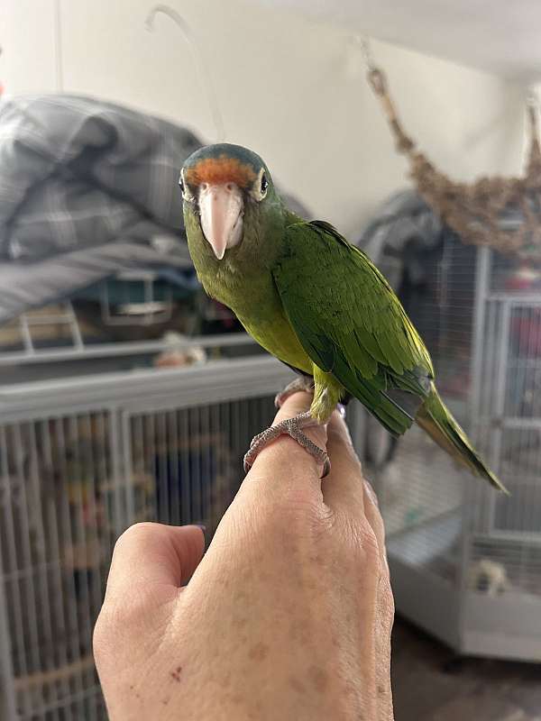 half-moon-conure-for-sale-in-layton-ut