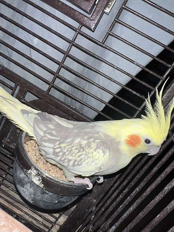 cockatiel-for-sale