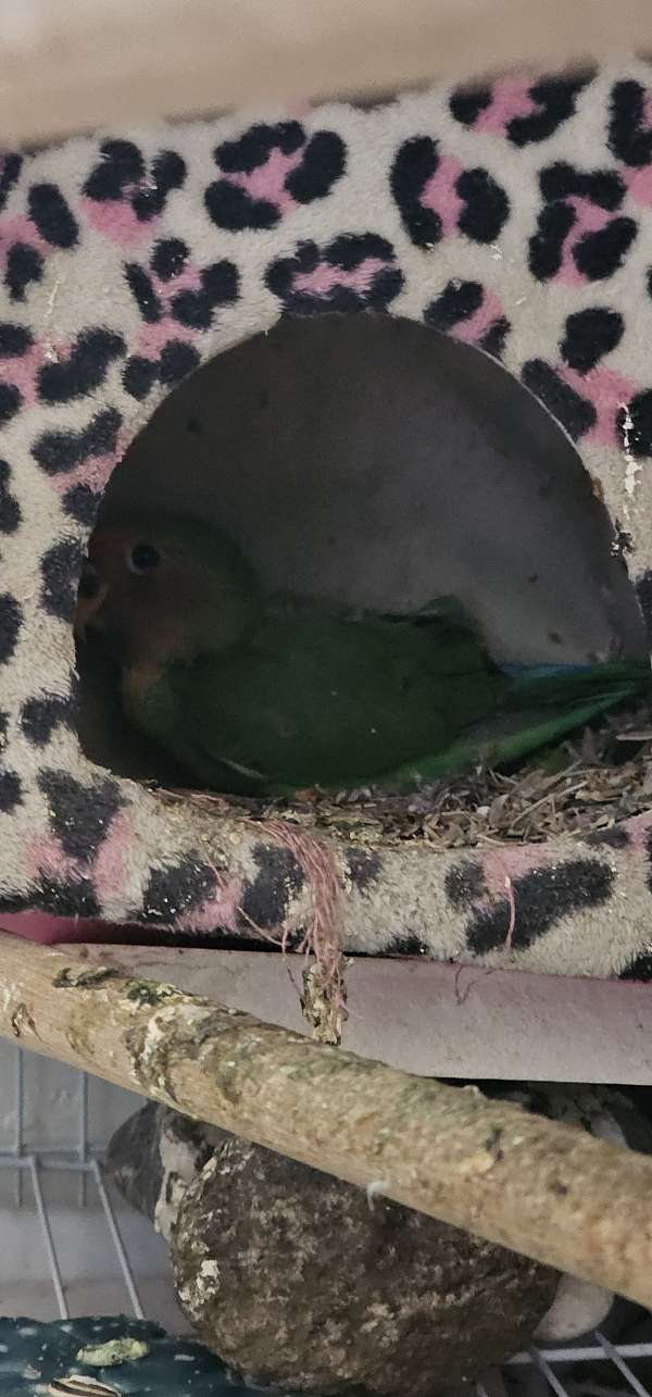 peach-faced-lovebird-for-sale-in-panorama-city-ca