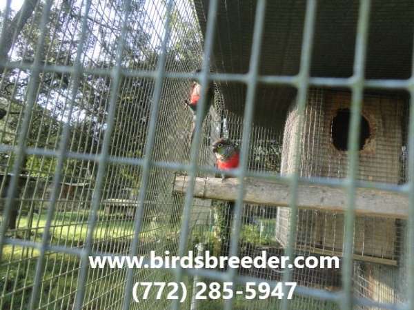 crimson-bellied-conure-for-sale