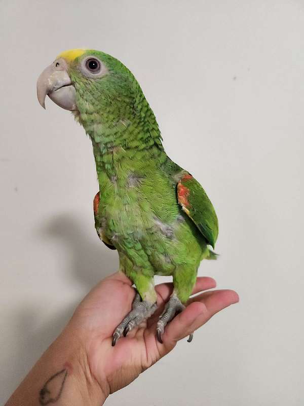 double-yellow-head-amazon-parrot-for-sale