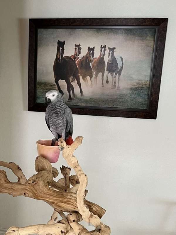 african-grey-parrot-for-sale