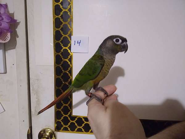 green-bird-for-sale