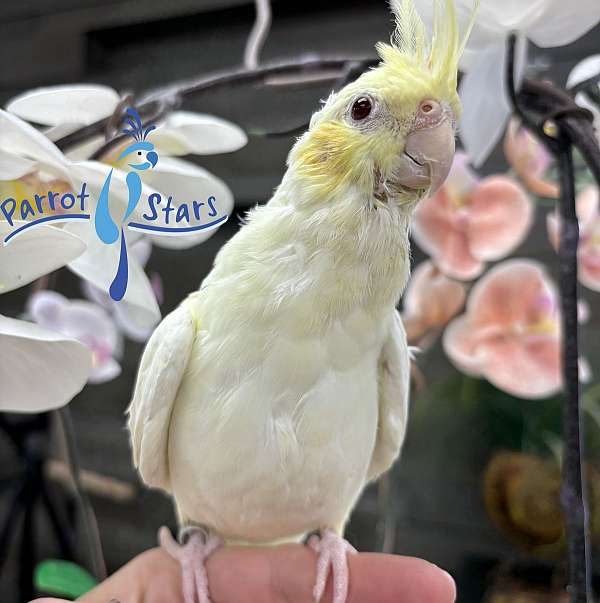 cockatiel-for-sale