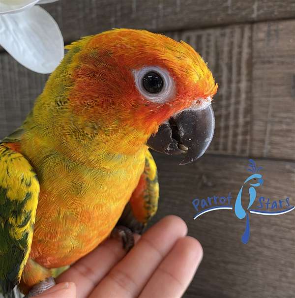 sun-conure-for-sale