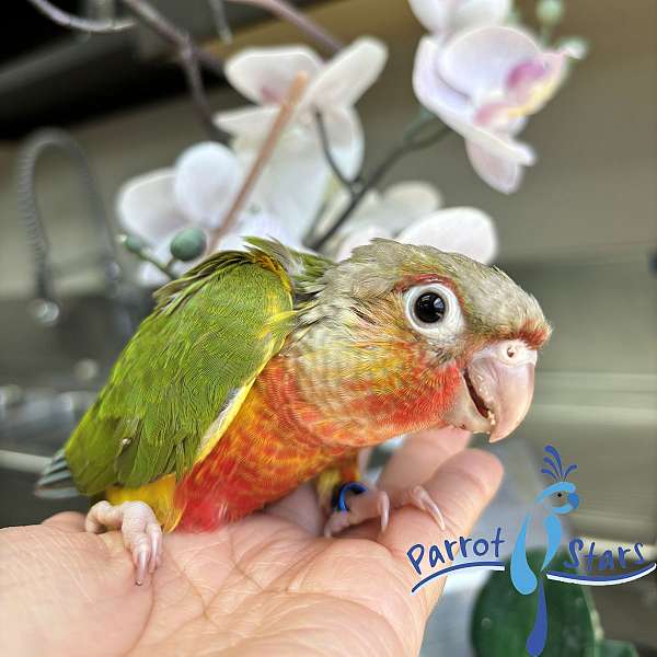 green-cheek-conure-for-sale