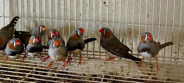 zebra-finch-for-sale