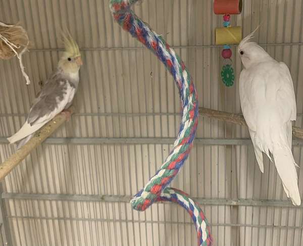 cockatiel-for-sale