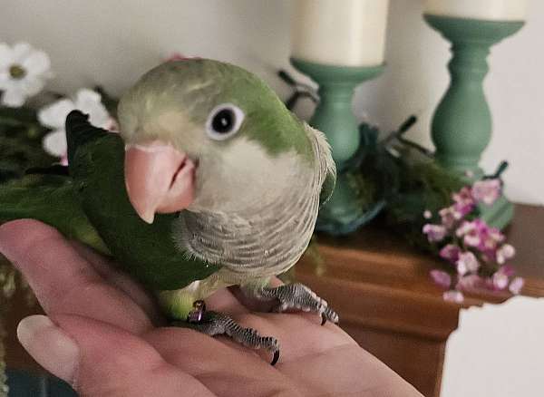 baby-bird-for-sale-in-lancaster-oh