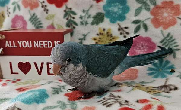 blue-bird-for-sale-in-lancaster-oh