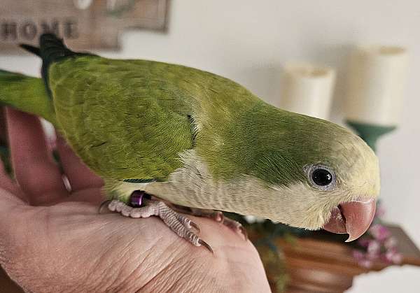 female-bird-for-sale-in-lancaster-oh