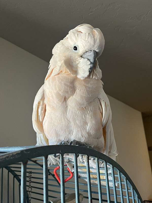 moluccan-cockatoo-for-sale-in-arizona