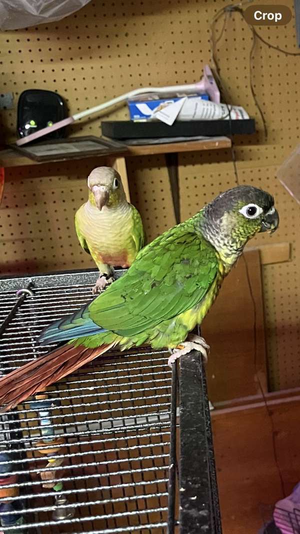 conure-for-sale