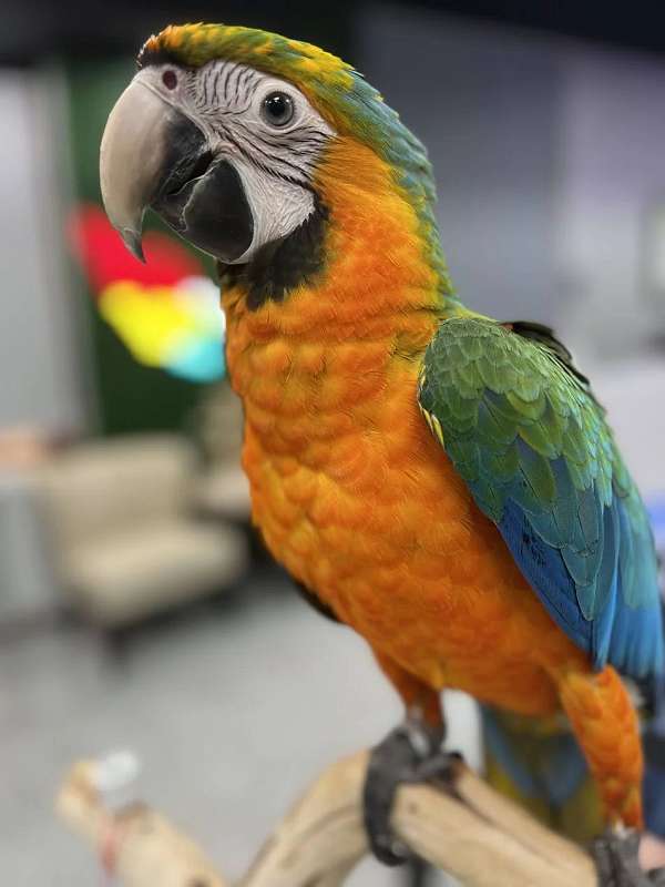 macaw-for-sale