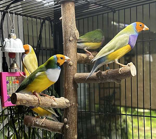 lady-gouldian-finch-for-sale-in-napa-ca