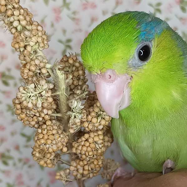 exotic-playful-parrotlet-pacific-parrotlet-for-sale