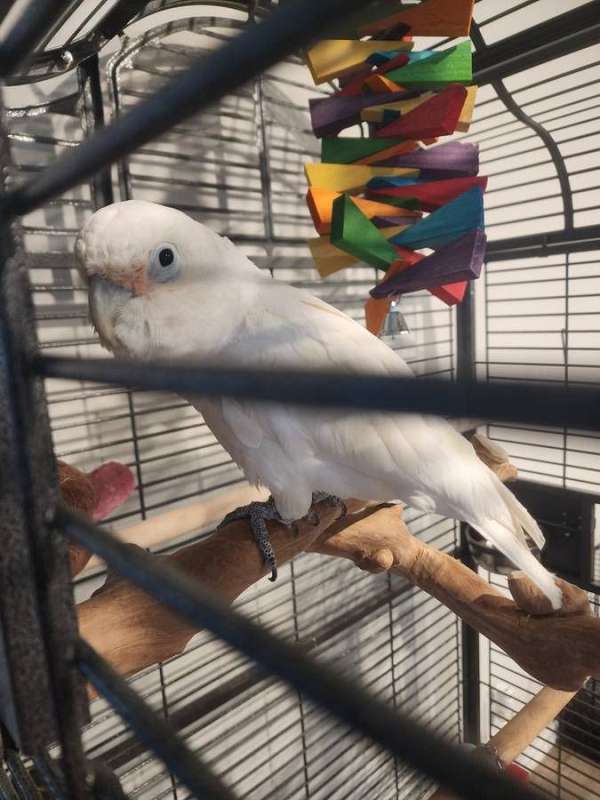 cockatoo-for-sale