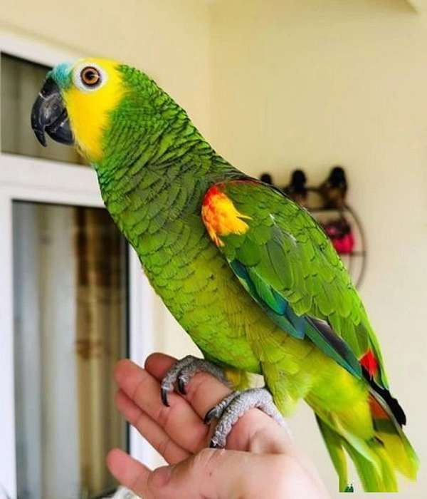 blue-front-amazon-parrot-for-sale-in-birmingham-al