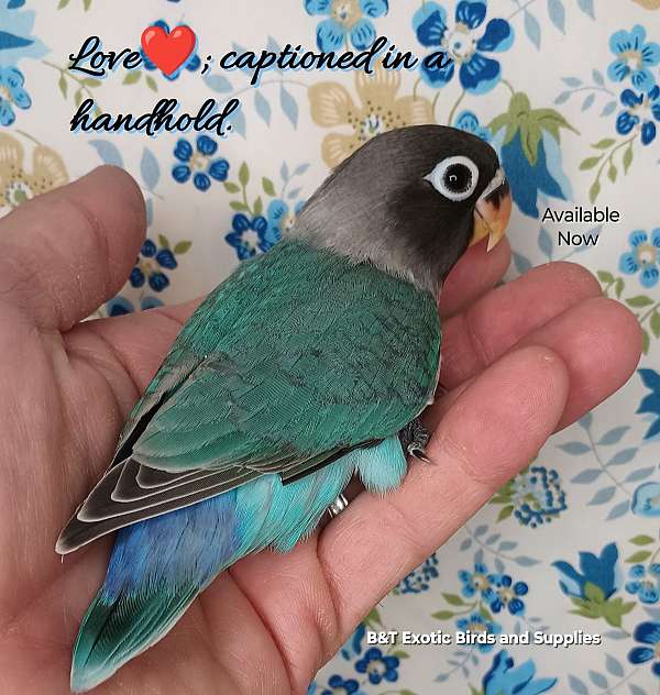 blue-companion-exotic-bird-for-sale