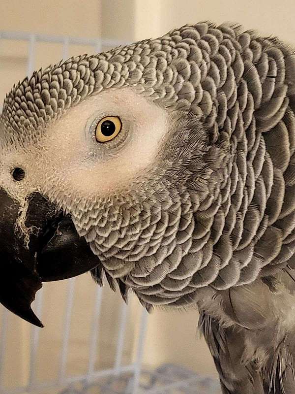 african-grey-parrot-for-sale