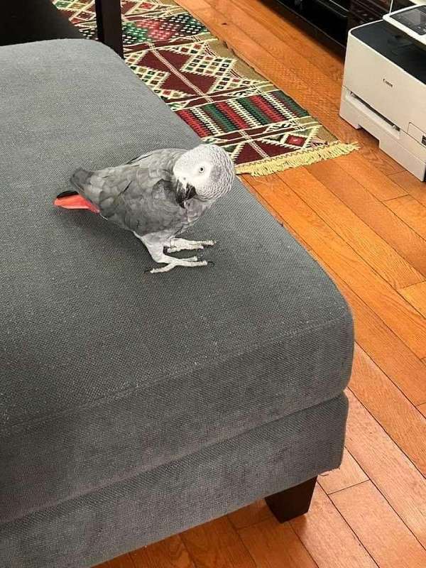 african-grey-parrot-for-sale-in-bronx-ny