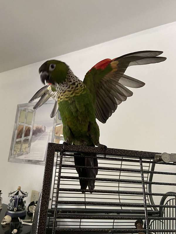 conure-for-sale