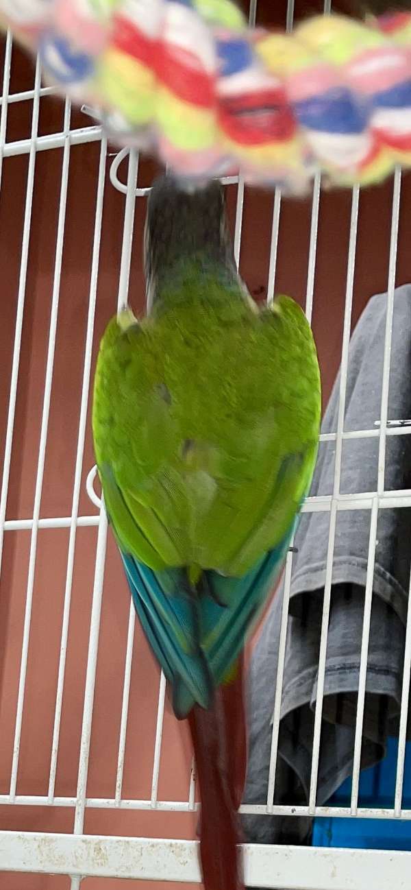 conure-green-cheek-conure-for-sale-in-hermann-mo