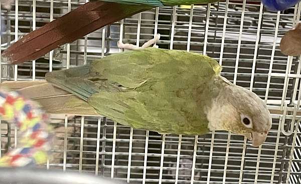 male-female-bird-for-sale-in-hermann-mo