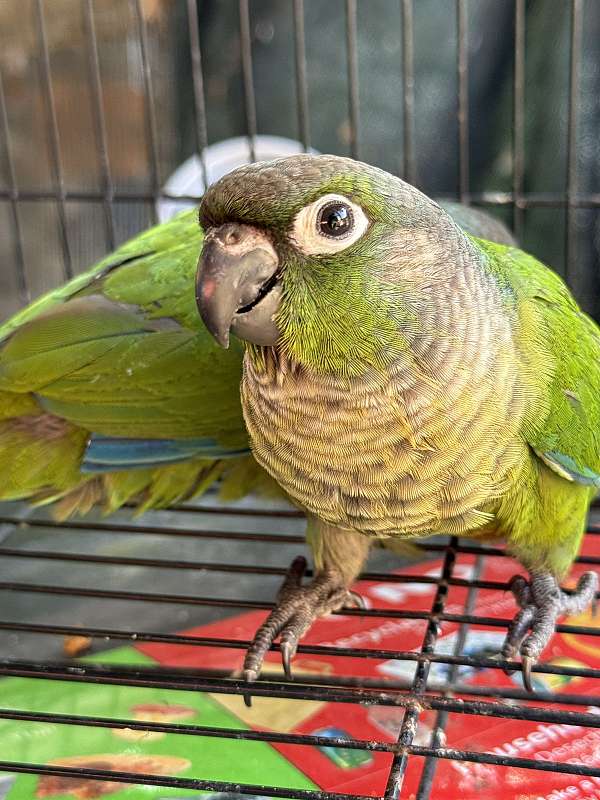 green-grey-conure-for-sale