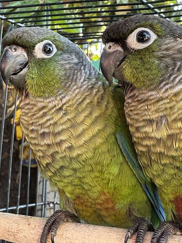 conure-for-sale-in-san-jose-ca