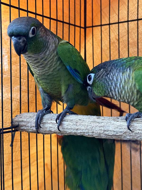 conure-for-sale