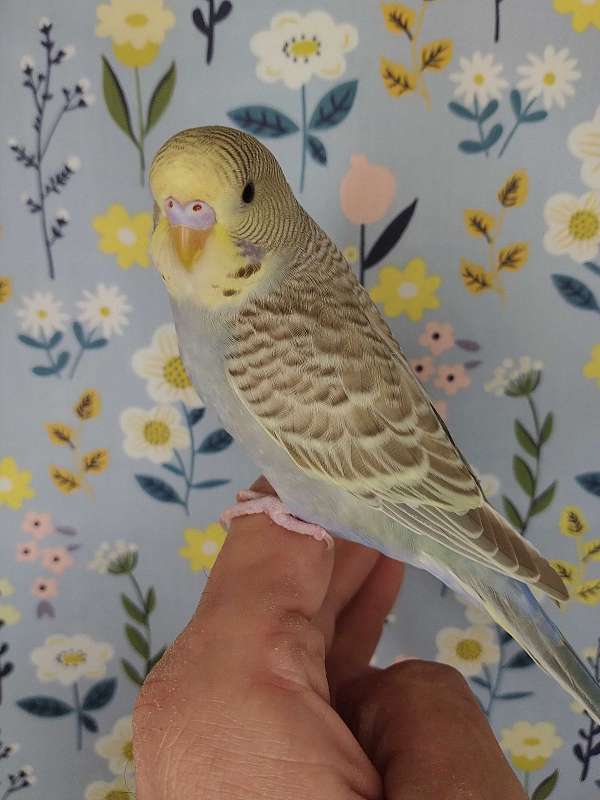 exotic-playful-bird-for-sale-in-arlington-tx