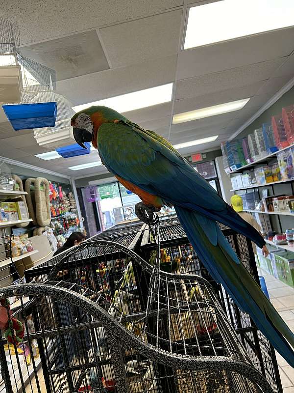 hybrid-macaw-for-sale-in-lawrenceville-ga