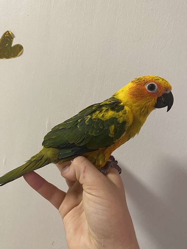 conure-for-sale-in-holdrege-ne