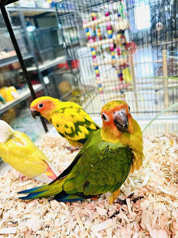 sun-conure-for-sale