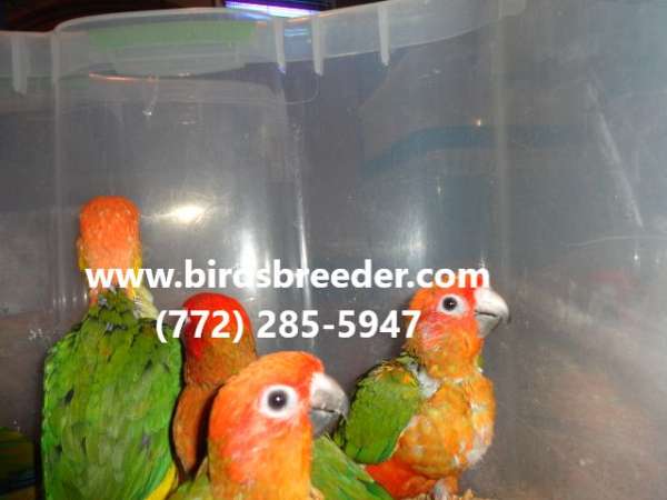 sun-conure-for-sale