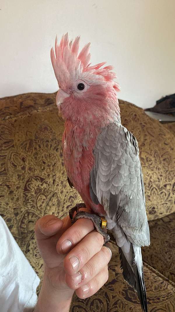 rose-breasted-cockatoo-for-sale-in-holdrege-ne